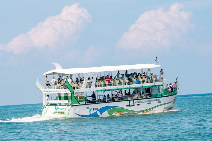 Whales and Dolphins Watching-Luxury Super Grade Cruiser(Hotel Pick up offered) - Photo 1 of 10
